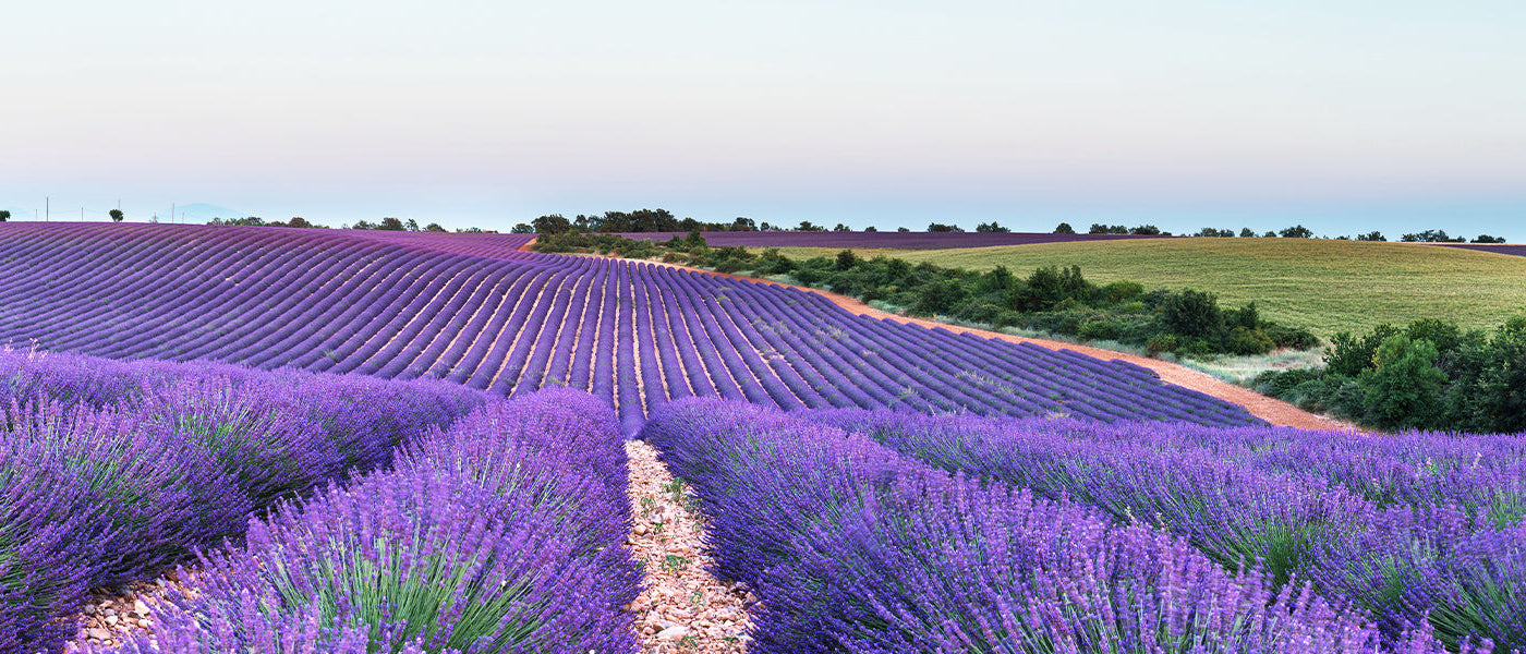 Lavande dentée - Lavandula dentata
