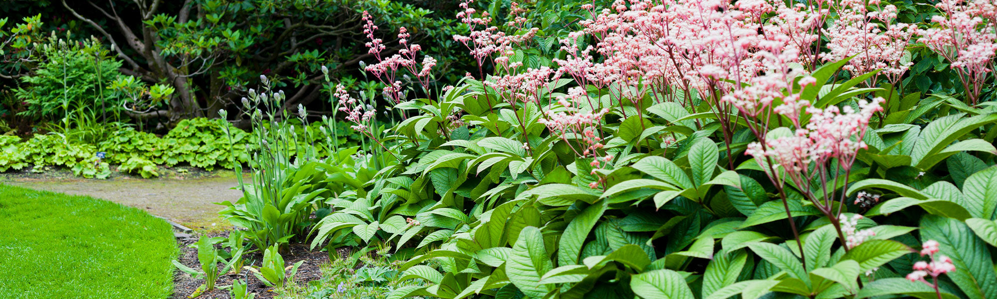 Rodgersia