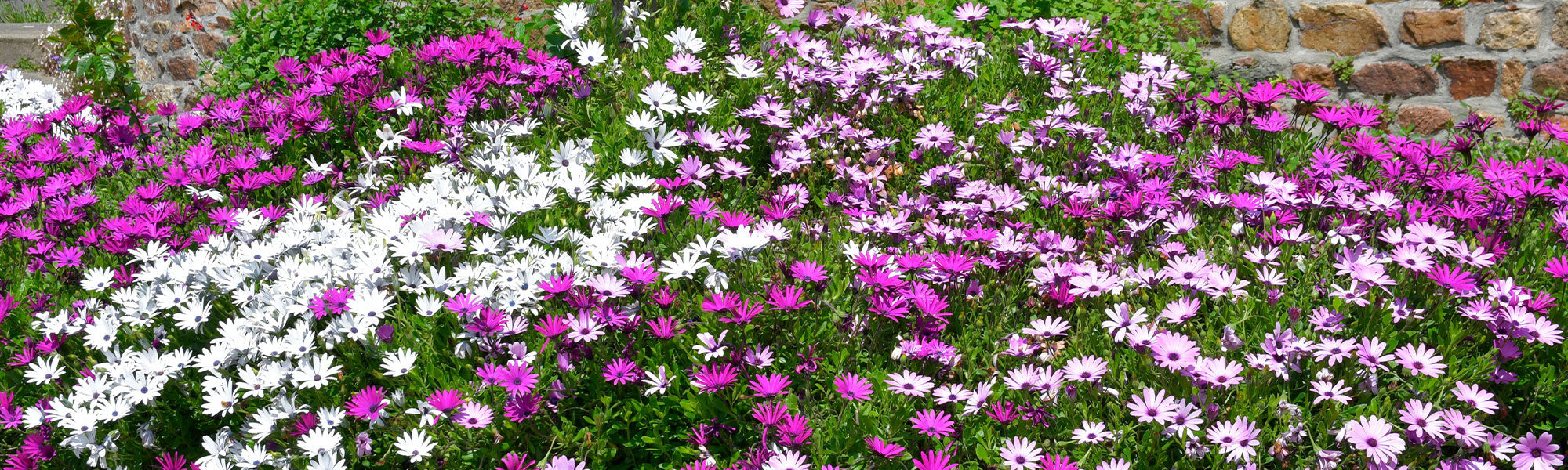 Marguerite du Cap - Osteospermum