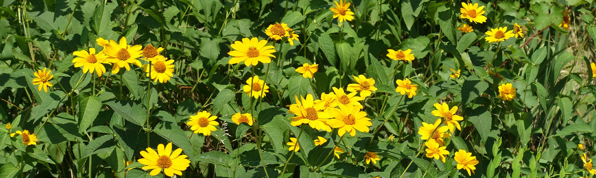 Héliopsis