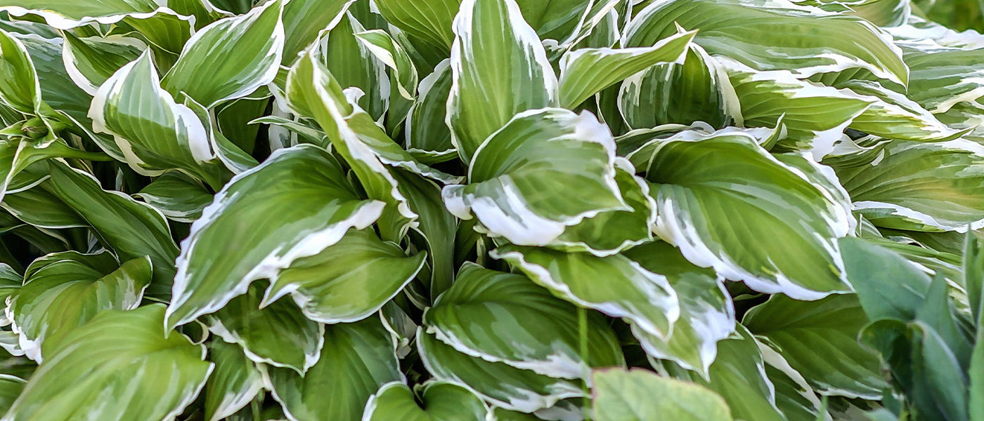 Hosta