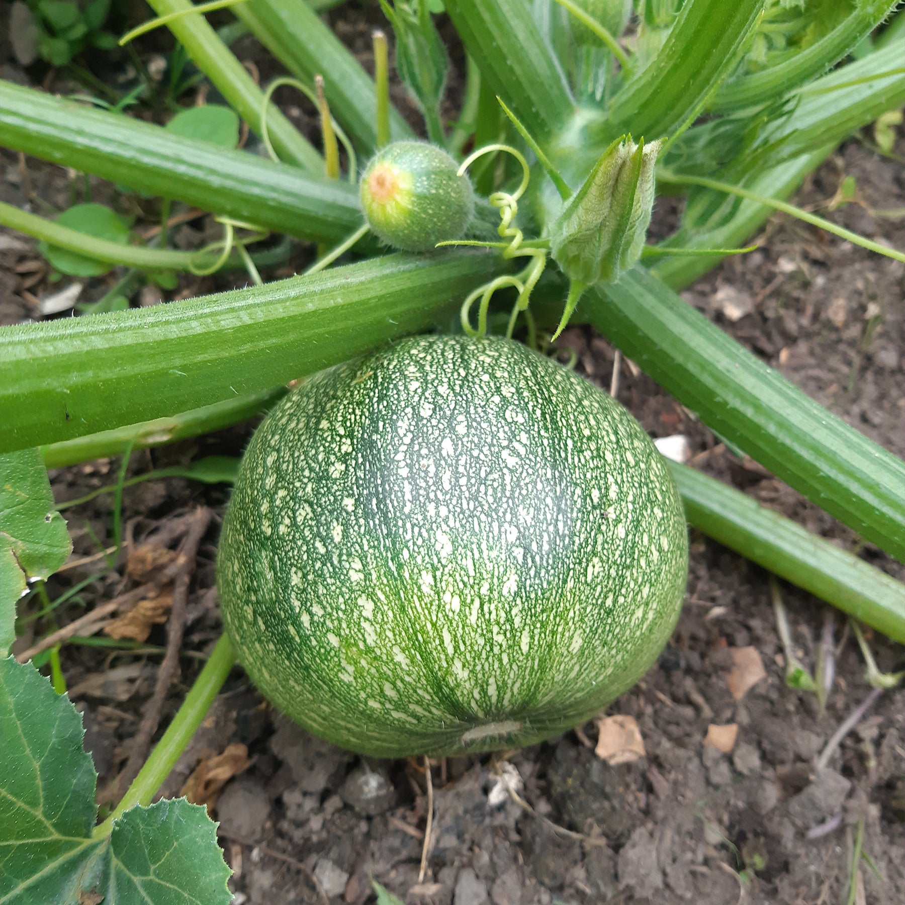 Courgette De Nice à fruits ronds - Willemse
