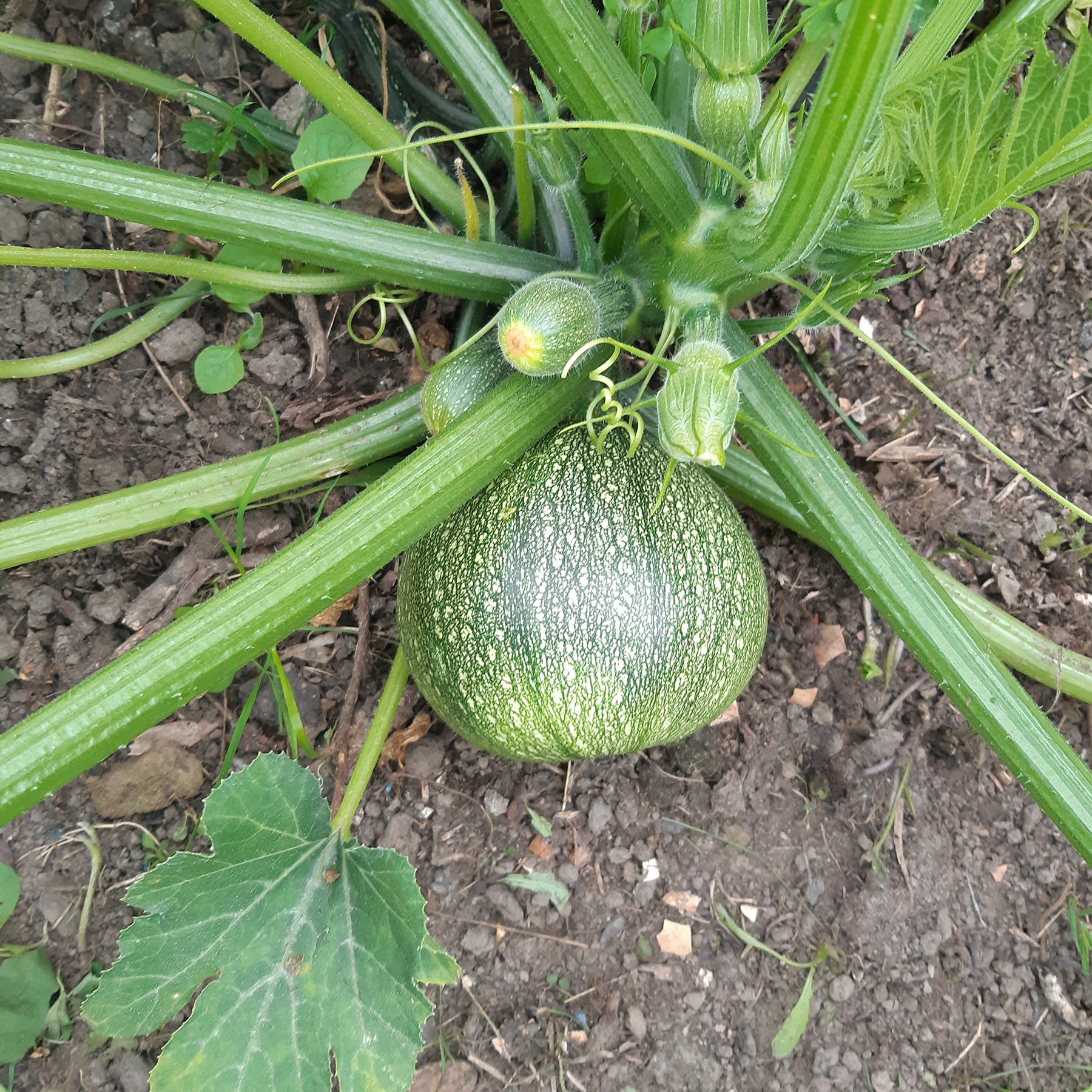 Courgette De Nice à fruits ronds