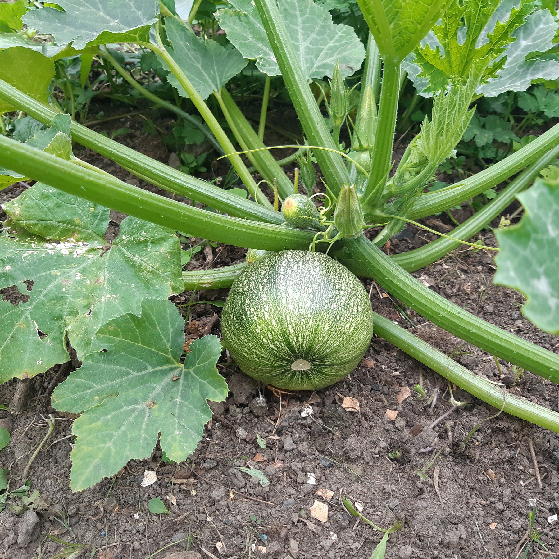 Courgette De Nice à fruits ronds - Cucurbita pepo de nice à fruits ronds - Willemse