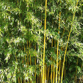Bambou traçant panaché - Willemse