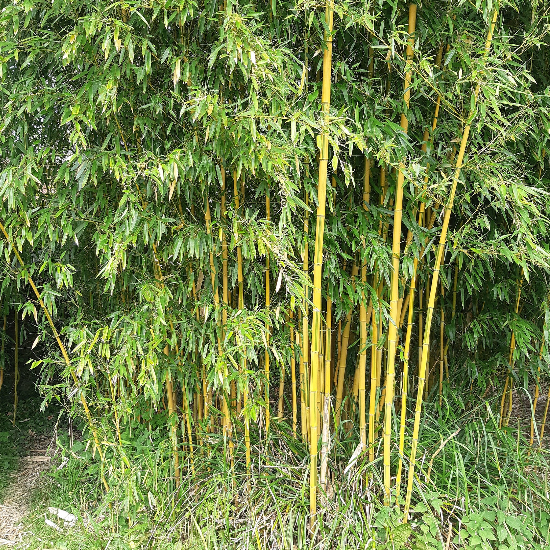 Vente Bambou traçant panaché