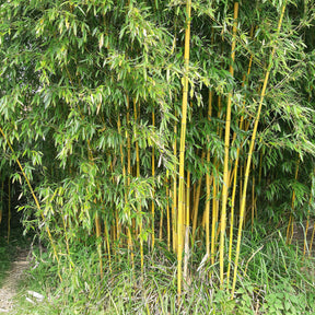 Vente Bambou traçant panaché