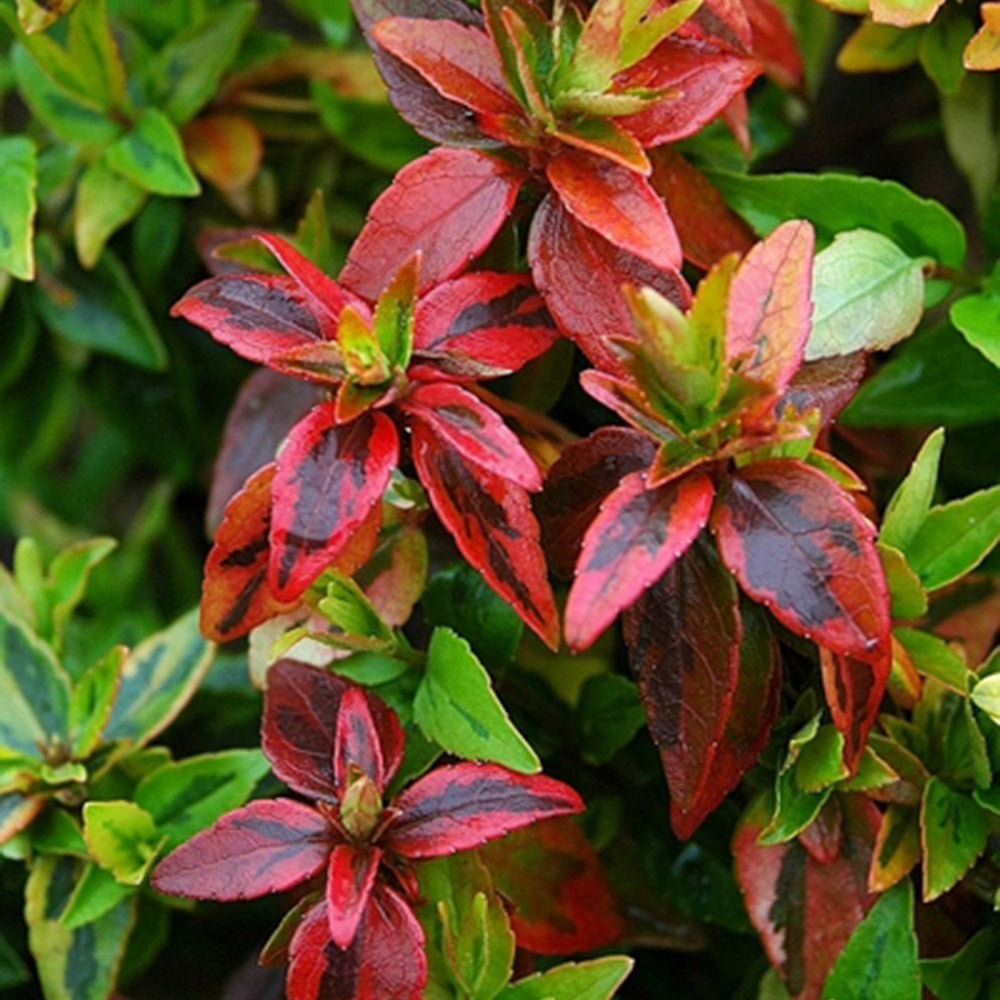 Abelia - Abélia grandiflora Kaleidoscope® - Abelia grandiflora 'kaleidoscope' (r)