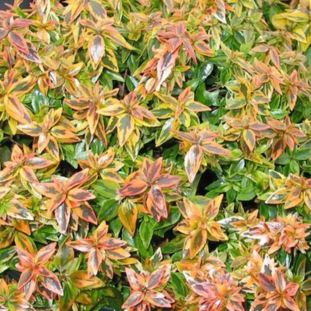 Abelia grandiflora 'kaleidoscope' (r) - Abélia grandiflora Kaleidoscope® - Abelia