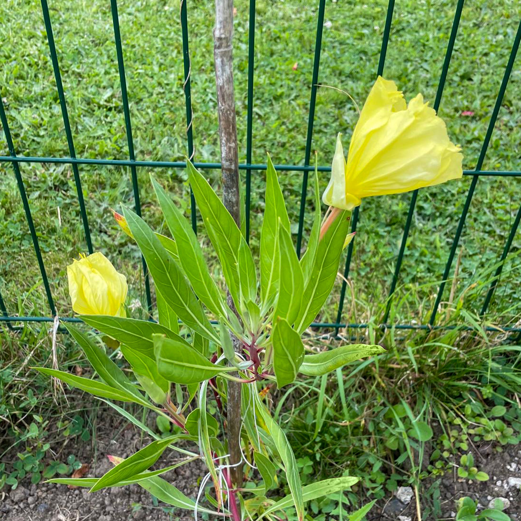 Oenothera macrocarpa (missouriensis) - 2 Oenothères à grandes fleurs - Onagre - Oenanthe - Œnothère