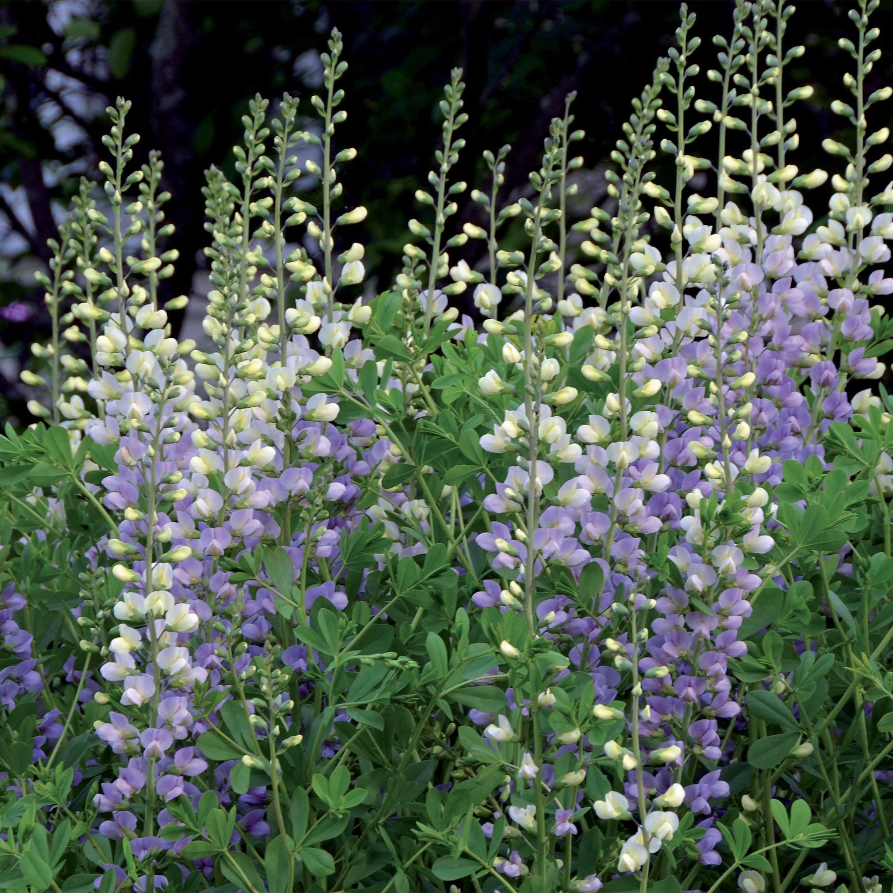 Lupin indigo Eclipse de lune - Baptisia lunar Eclipse - Willemse