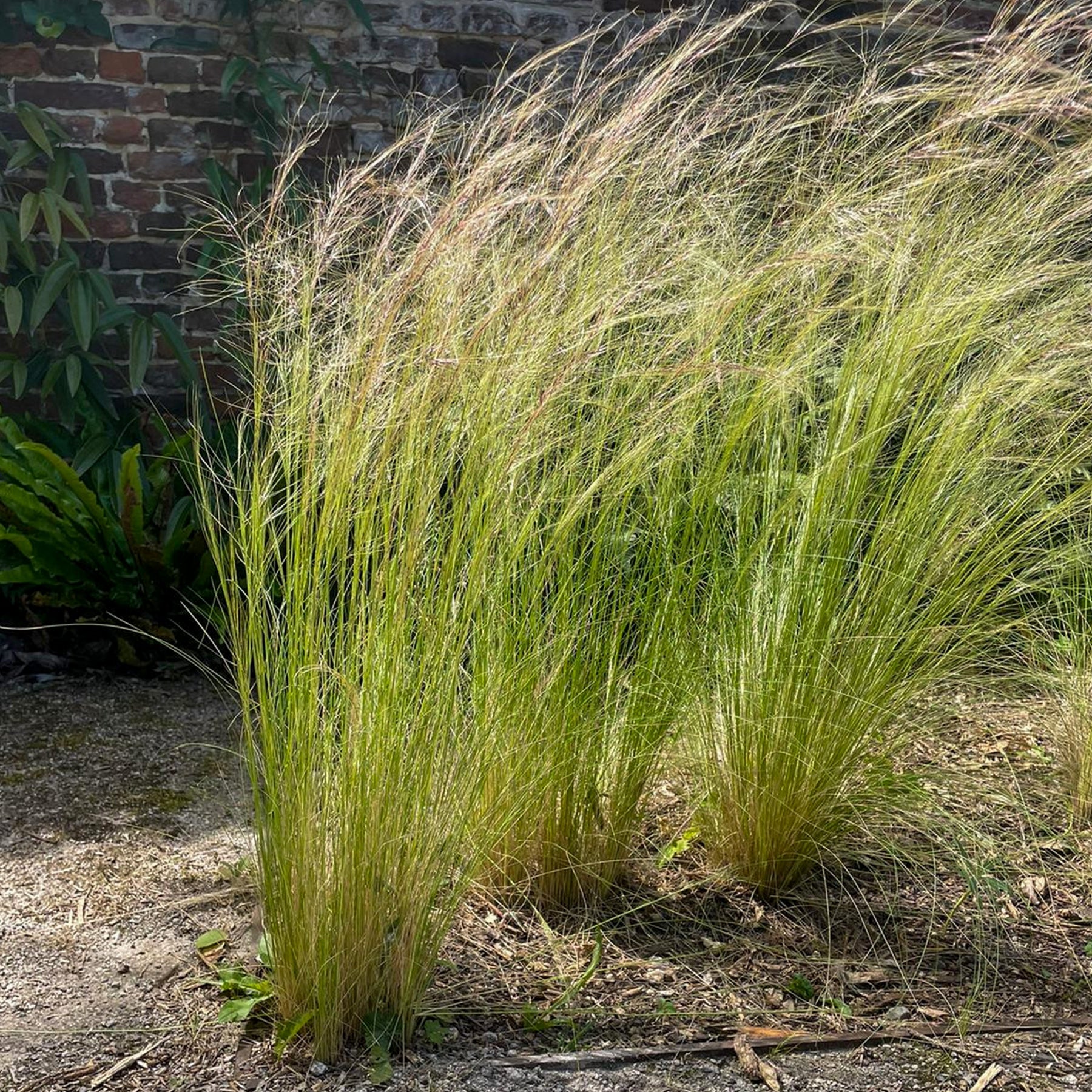 Stipe - Stipa - Stipa tenuissima - Cheveux d'ange - Stipa tenuissima