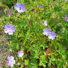 Geranium gerwat rozanne - Géranium vivace Rozanne - Géraniums vivaces
