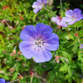 Géranium vivace Rozanne - Geranium gerwat rozanne - Willemse