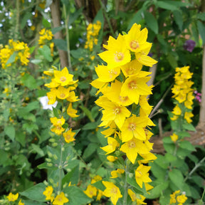 Lysimachia punctata - Lysimaque ponctuée - Lysimaque