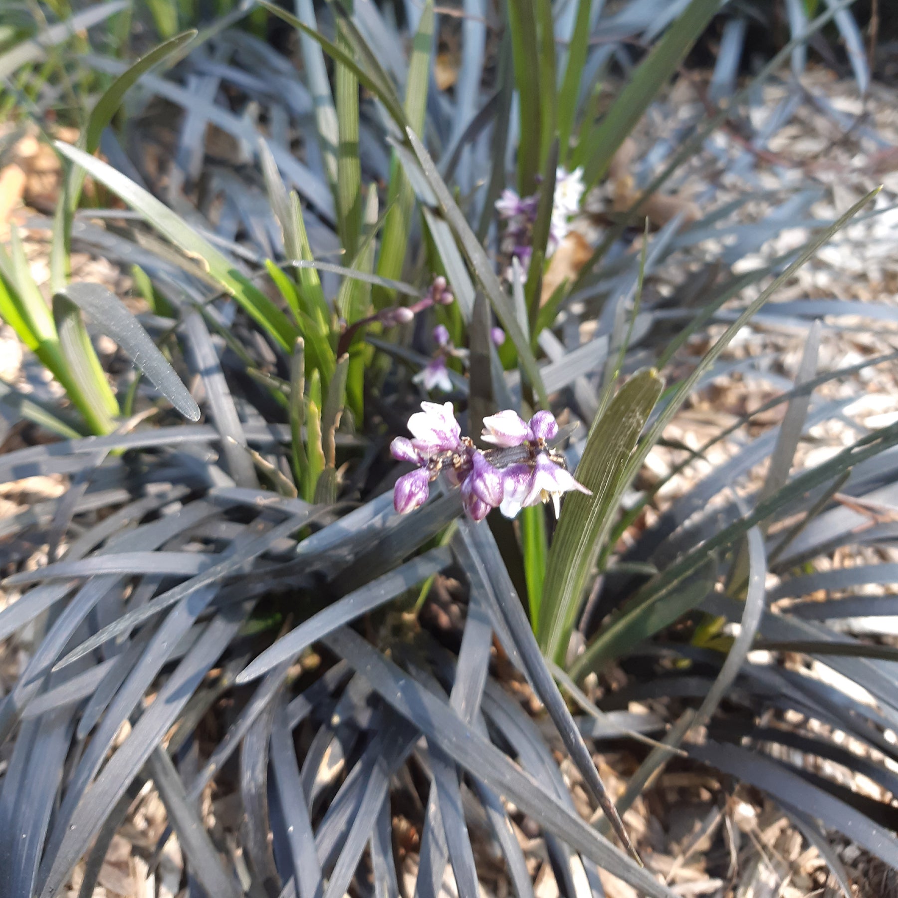 Vente Ophiopogon noir Niger