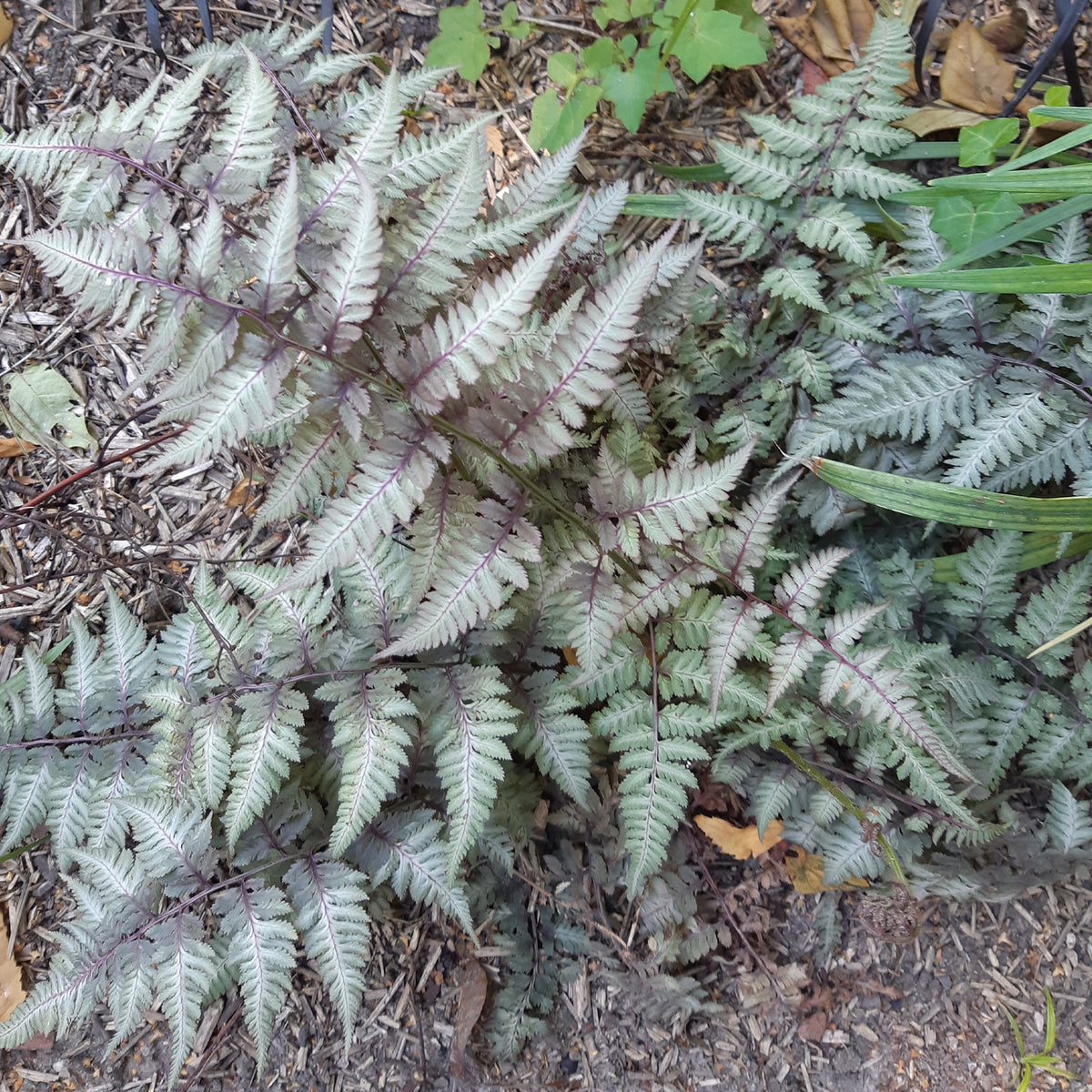 Fougère peinte Metallicum - Athyrium niponicum var. pictum (metallicum) - Willemse