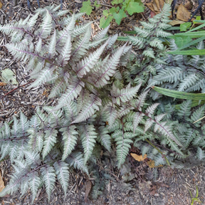Fougère peinte Metallicum - Athyrium niponicum var. pictum (metallicum) - Willemse