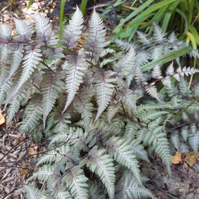 Fougères - Fougère peinte Metallicum - Athyrium niponicum var. pictum (metallicum)