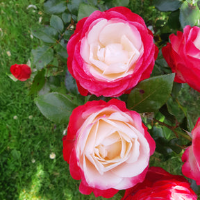 Rosier buisson Nostalgie ® - Willemse