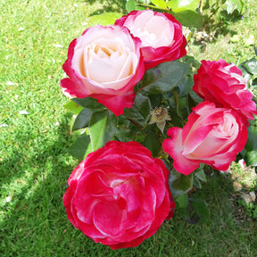 Vente Rosier buisson Nostalgie ® - Rosa Nostalgie ®