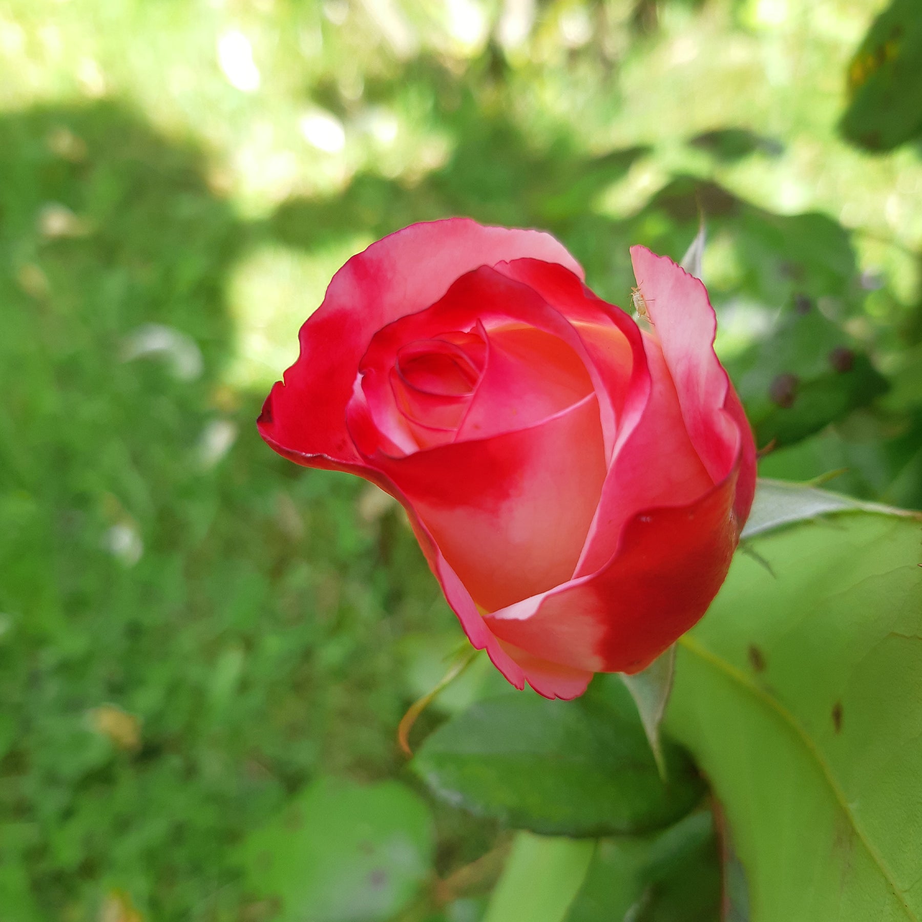 Rosiers à grandes fleurs - Rosier buisson Nostalgie ® - Rosa Nostalgie ®