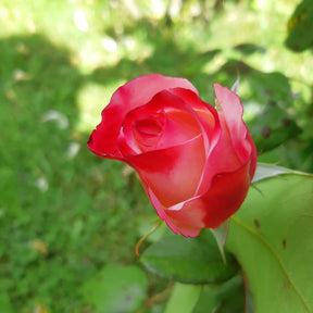 Rosiers à grandes fleurs - Rosier buisson Nostalgie ® - Rosa Nostalgie ®