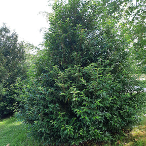 Vente Laurier du Portugal - Prunus lusitanica