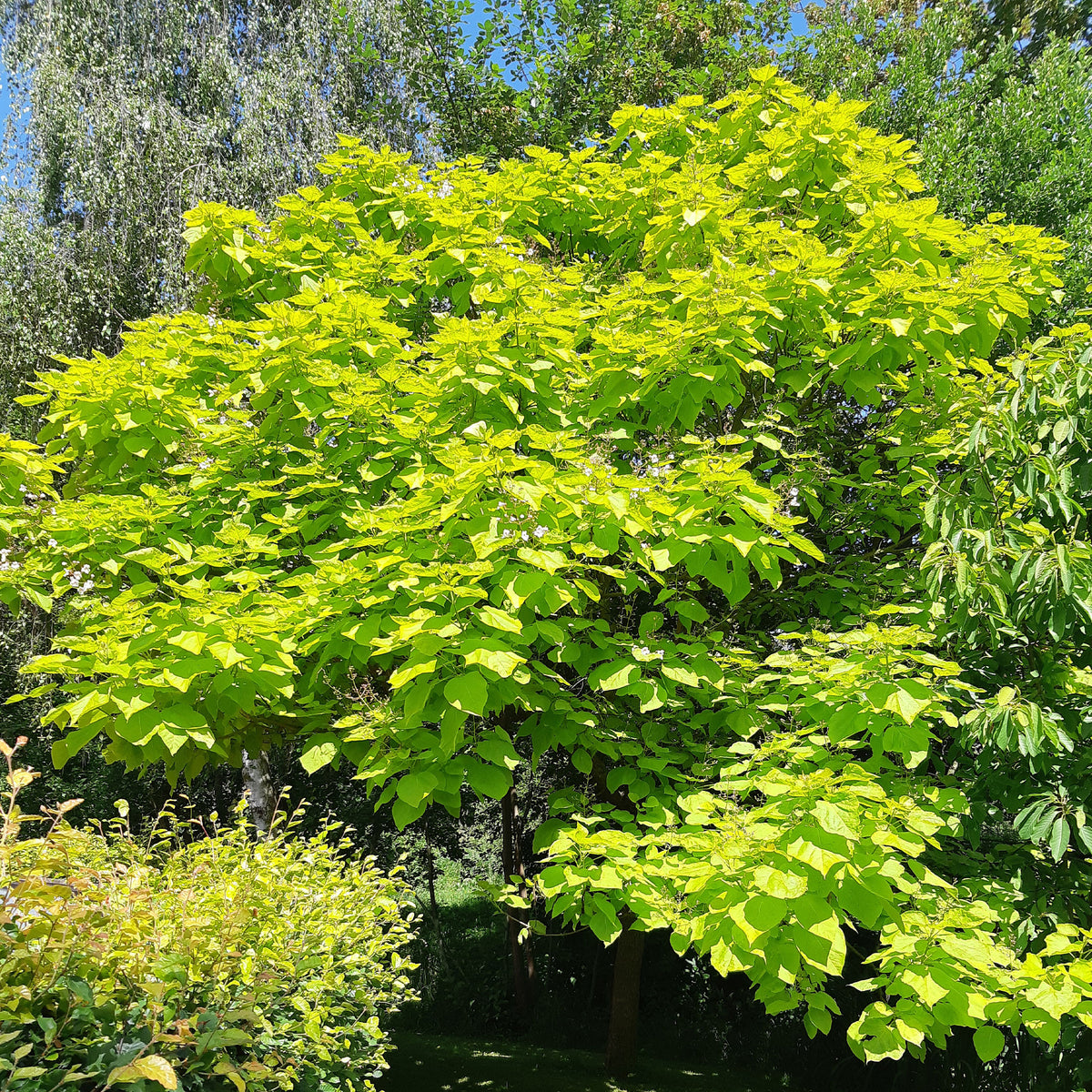 Catalpa commun Aurea - Catalpa bignonioides aurea - Willemse