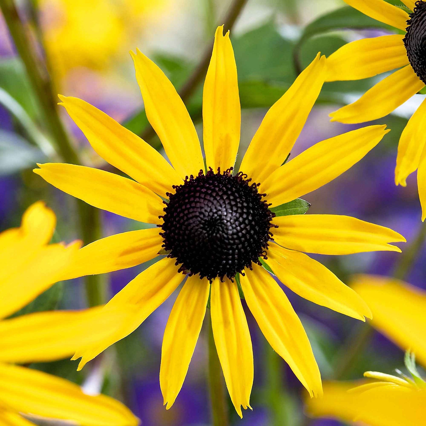 Rudbeckia - Rudbeckia Goldsturm - Rudbeckia fulgida Goldsturm