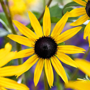Rudbeckia - Rudbeckia Goldsturm - Rudbeckia fulgida Goldsturm