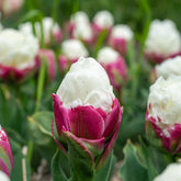 7 Tulipes doubles Ice Cream - Willemse