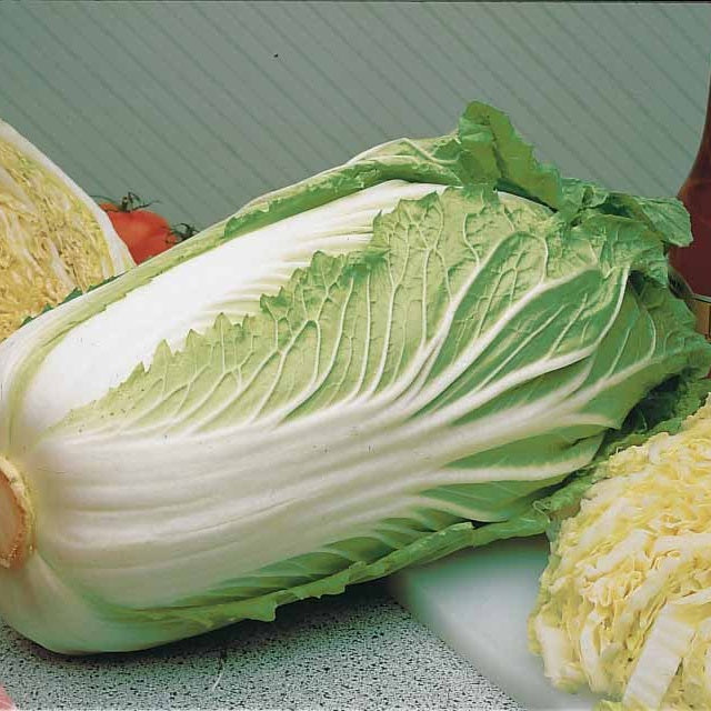 Choux - Chou de Chine Pe-Tsai - Brassica rapa pekinensis pe-tsai