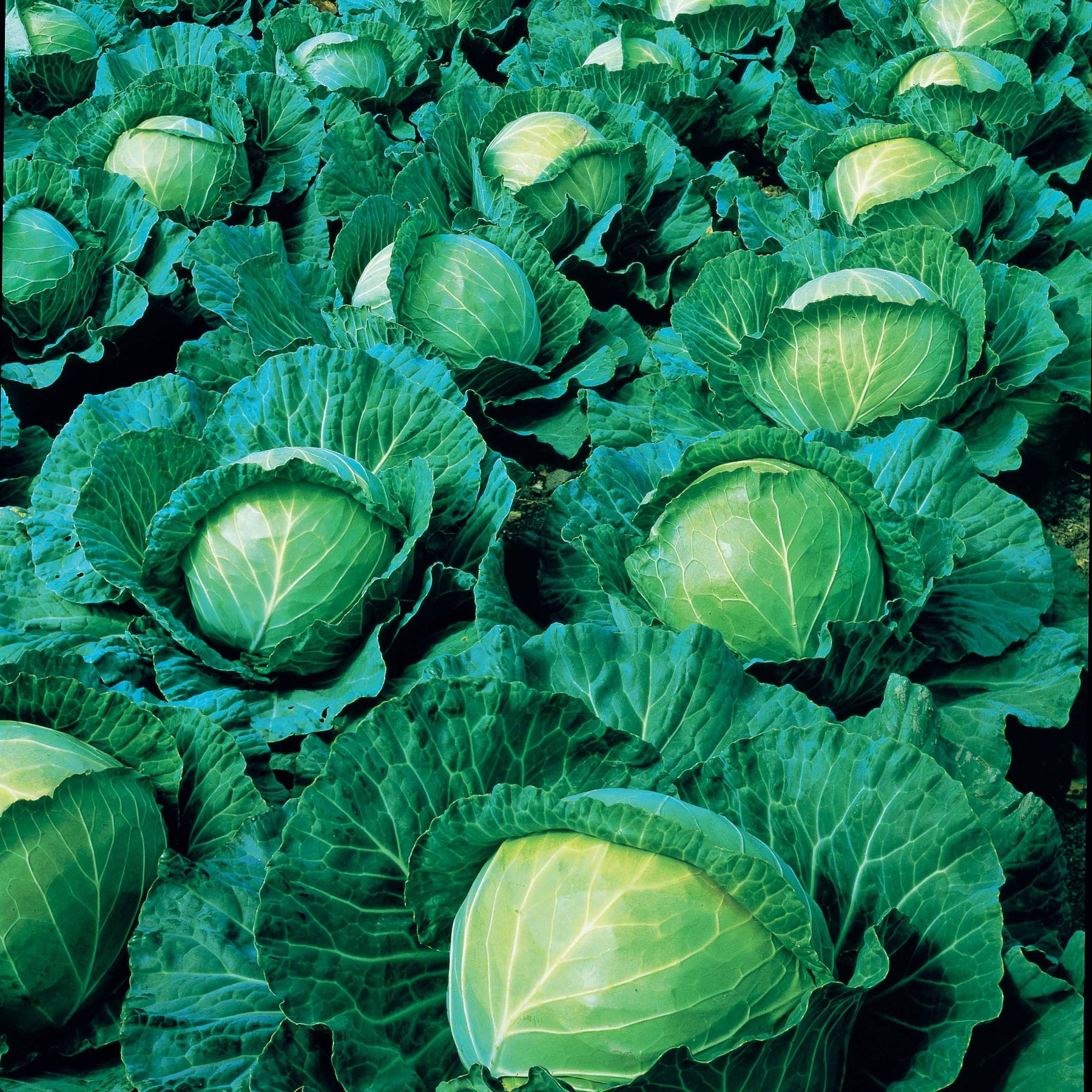 Brassica oleracea capitata vestri f1 - Chou cabus Vestri F1 - Choux pommés cabus
