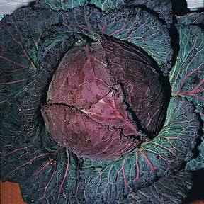 Chou de Milan De Pontoise 3 - Brassica oleracea sabauda de pontoise 3 - Willemse