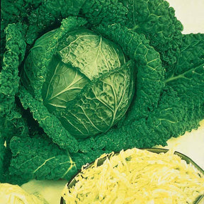 Brassica oleracea sabauda gros des vertus 2 - Chou de Milan Gros des Vertus 2 - Choux
