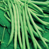 Haricot nain mangetout Castandel - Willemse