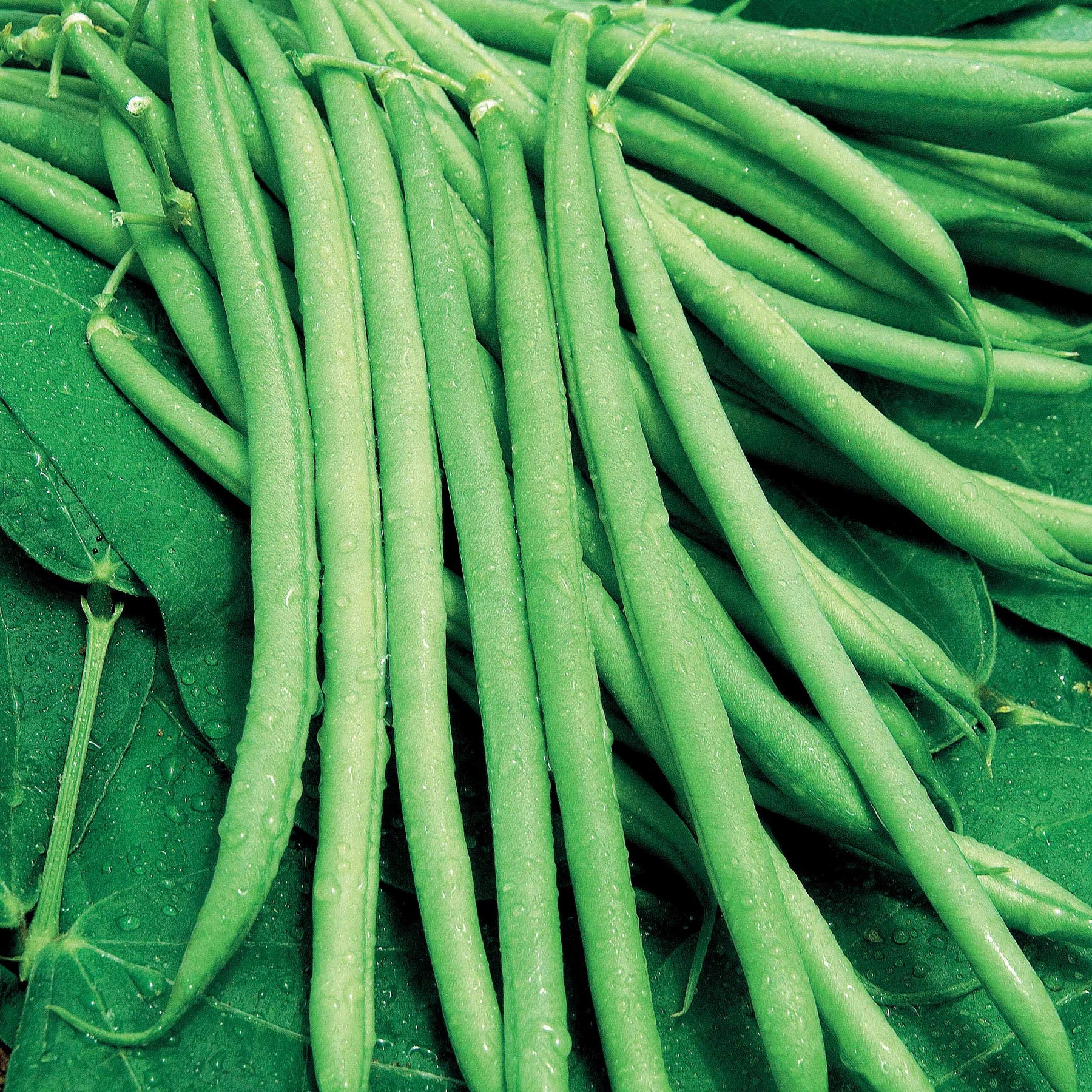 Haricot nain mangetout Castandel - Willemse