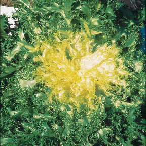Chicorée frisée Grosse pommant seule - Willemse