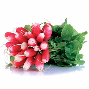 Radis - Radis De 18 jours demi-long - Raphanus sativus de 18 jours 1/2 long