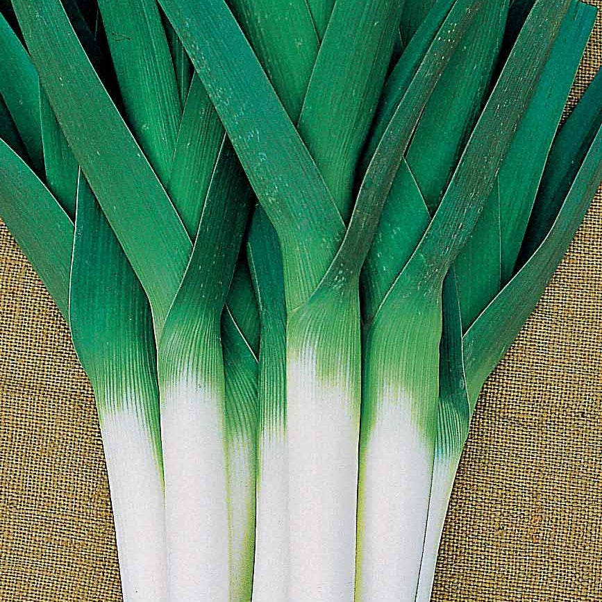 Allium porrum armor (obt. clause) - Poireau Armor - Poireaux