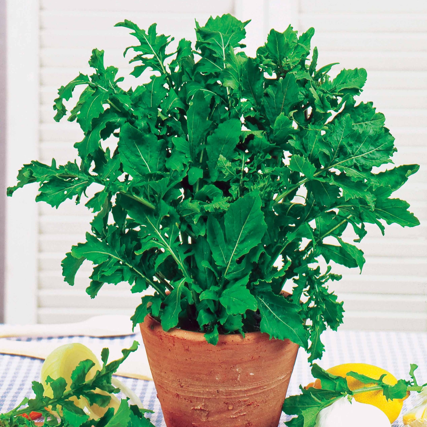 Eruca sativa - Roquette cultivée - Roquette - Eruca