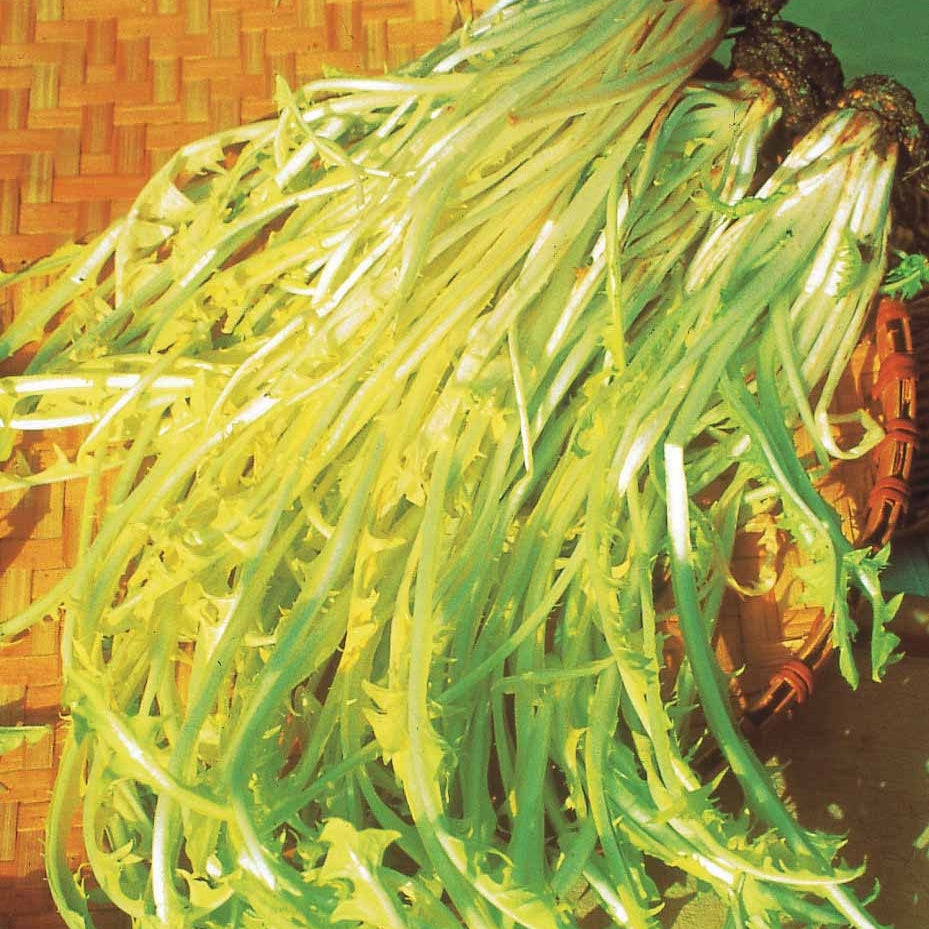 Cichorium intybus  barbe de capucin - Chicorée sauvage Barbe de Capucin - Chicorée