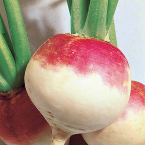 Navet De Norfolk - Brassica rapa norfolk - Willemse