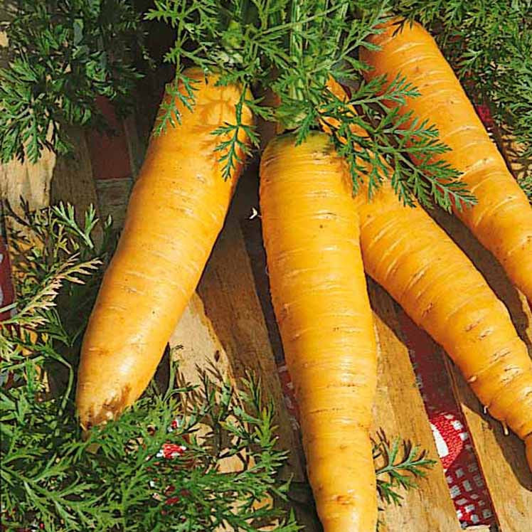 Carotte Jaune de Lobberich - Daucus carota jaune de lobberich jaune du doubs - Willemse