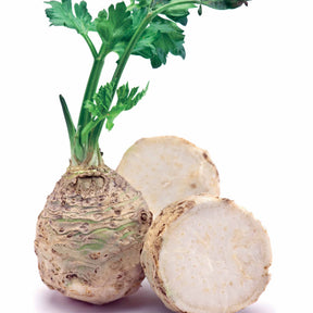 Apium graveolens rapaceum géant de prague - Céleri-rave Géant de Prague - Céleris