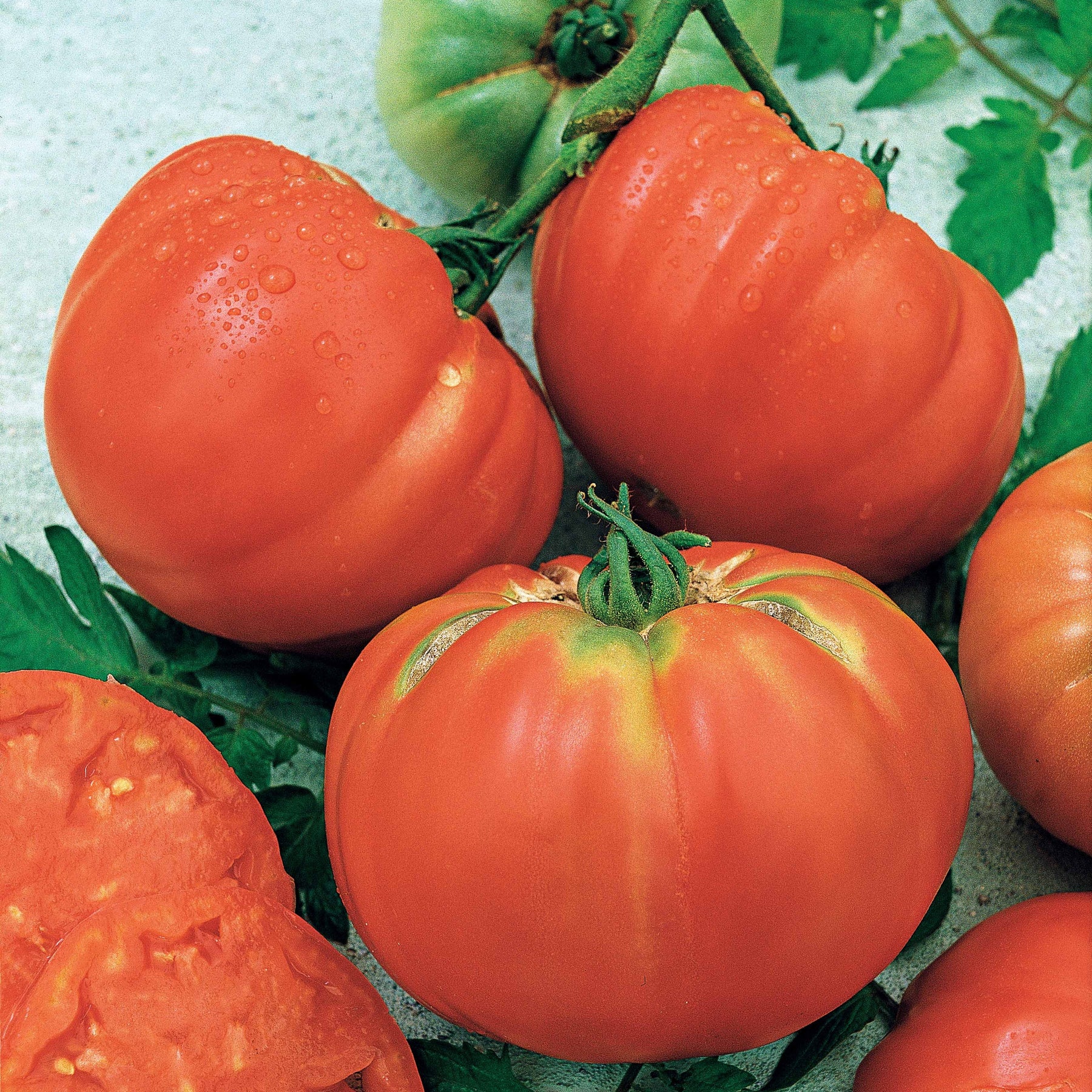 Tomate Brandywine - Solanum lycopersicum Brandywine - Willemse