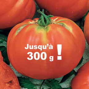 Solanum lycopersicum Brandywine - Tomate Brandywine - Tomates