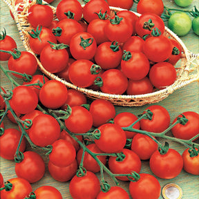 Tomate Rosso Cremlin F1 - type Sweet 100 - Solanum lycopersicum rosso cremlin f1 - Willemse
