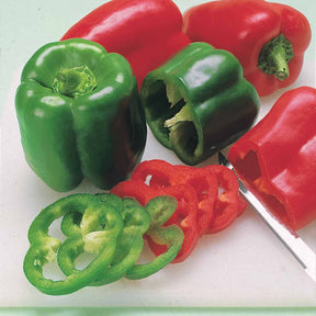 Vente Poivron vert Lamuyo F1 - Capsicum annuum lamuyo f1